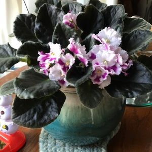 Meet your Posher, Sharon